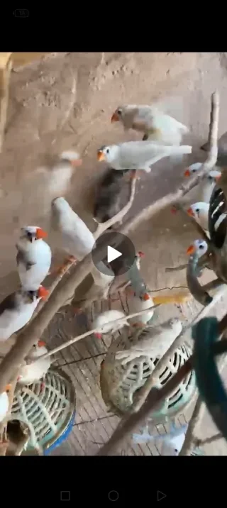 عصافير جنه فنجز