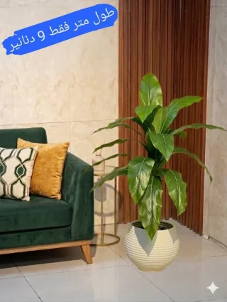 محمد الشنب
