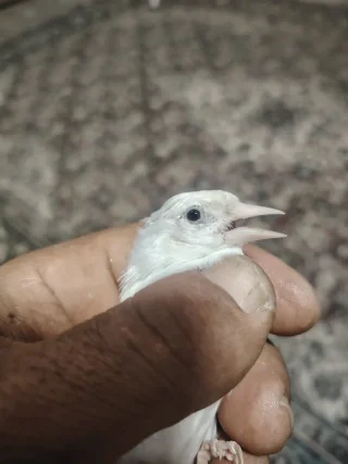 حسونه فل وايت 2