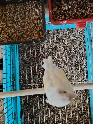 حسونه فل وايت 5