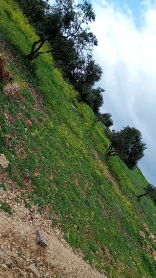 ارض للبيع مشترك 15
