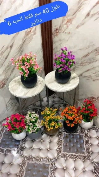 محمد الشنب
