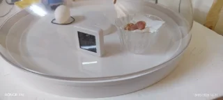 فقاسة بيض ١٦ بيضه 6