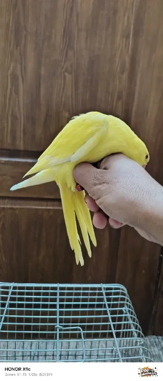 ببغاء درة لاتينو عين حمرة حجم جامبو