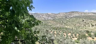 أرض للبيع في سوف