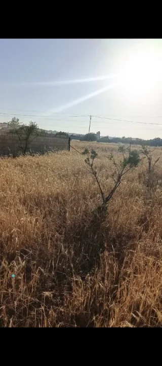 ارض زراعية في بلعما