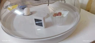 فقاسة بيض ١٦ بيضه 4