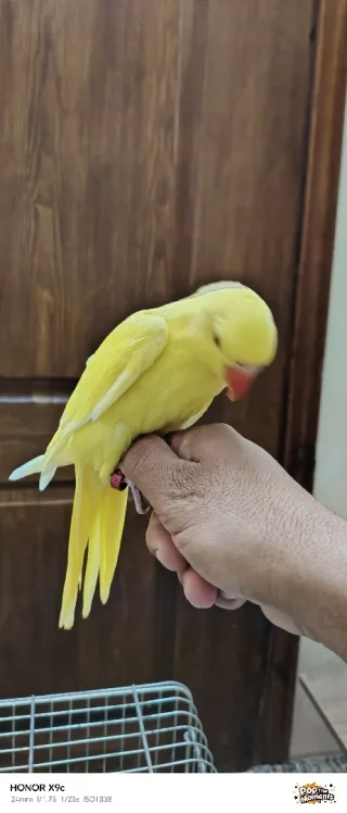 ببغاء درة لاتينو عين حمرة حجم جامبو