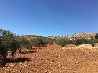 قطع أراضي مميزة للبيع على طريق المفرق-جرش بالقرب من حمامة تصلح للسكن والزراعة وا 4
