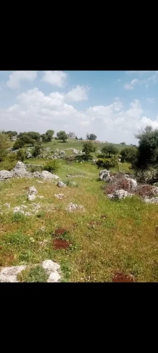 دونمين ارض للبيع في عجلون 10