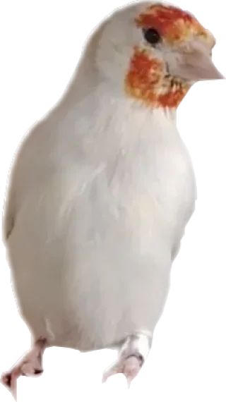 حسون 5