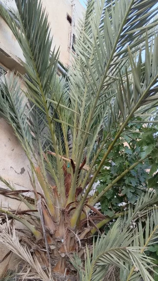 نخلة ذكر طول الساق 2.50 متر