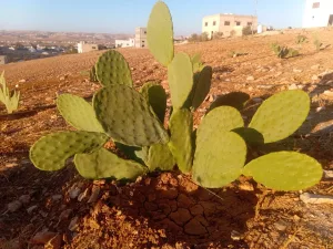 ارض للبيع في بلعما الزيتونة 6