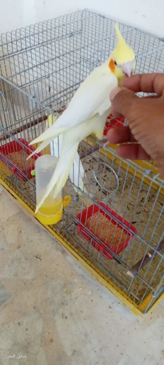 جوز كوكتيل