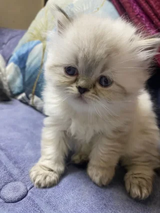 قطط للبيع 2