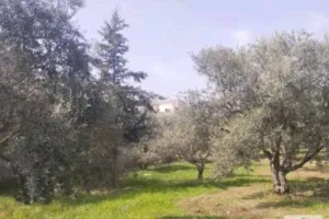 🛑 أرض مساحة ٧٧٩م بيت راس إربد