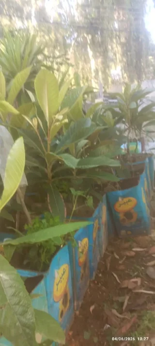 اشتال اسكدنيا عكا 18 4