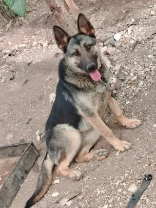 جيرمن شيبرد