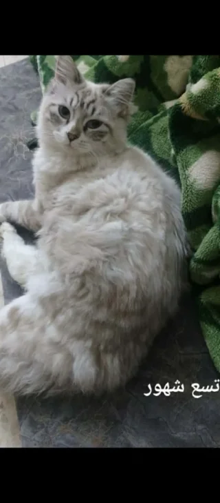 للتبني