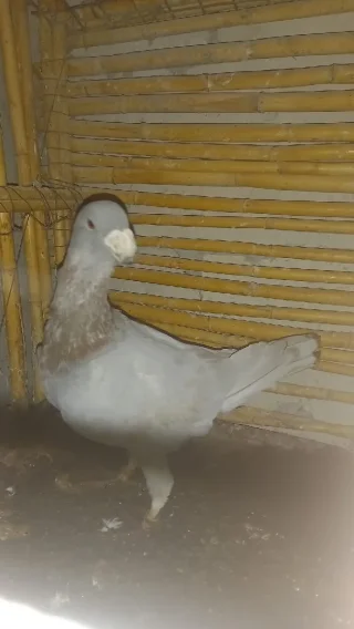 فحل هومر 2