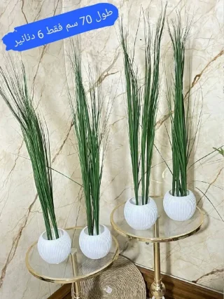محمد الشنب
