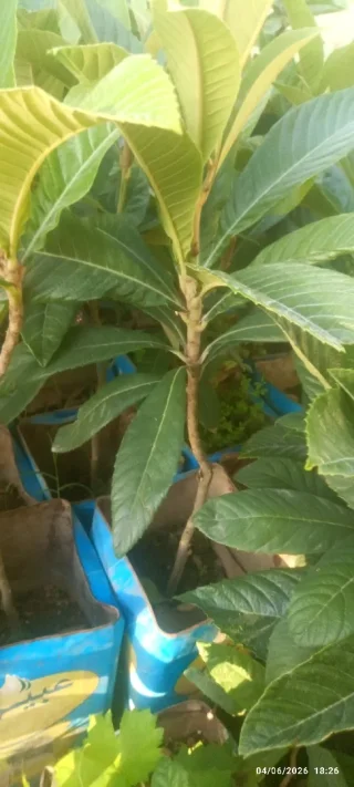 اشتال اسكدنيا عكا 18 3