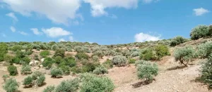 ارض بالسلط - قرية علان 3
