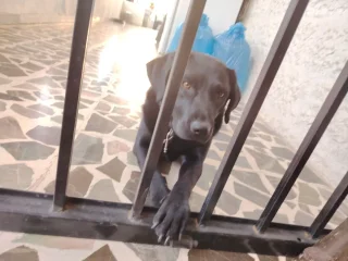 لابرادور للبيع 5