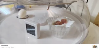 فقاسة بيض ١٦ بيضه 7