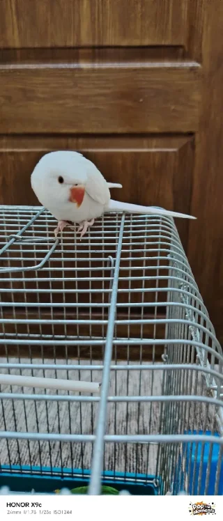 ببغاء درة البينو