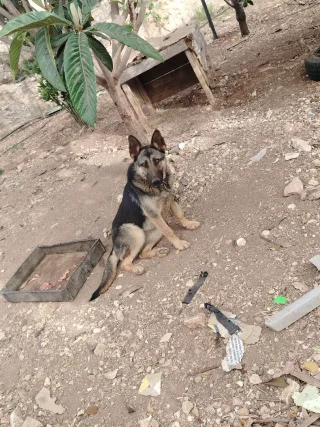 جيرمن شيبرد