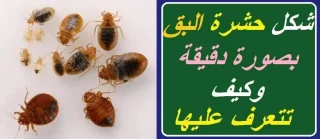 ي حشرة الفراش.  #البق أو كما تسمي (حشرة البق)