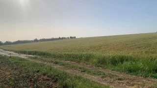 ارض مميزة من اراضي اربد / ام قيس
