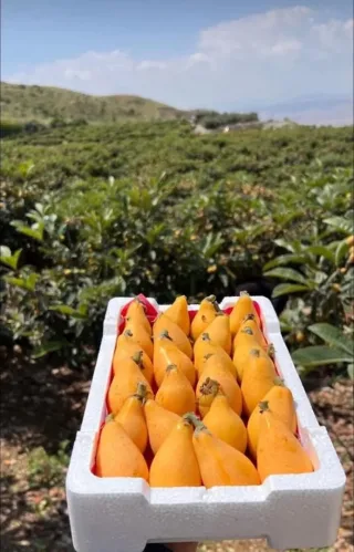 اشتال اسكدنيا عكا 18