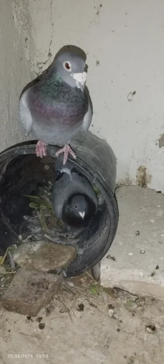 حمام زاجل  اربد. 5