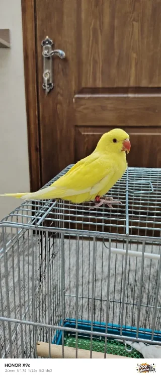 ببغاء درة لاتينو عين حمرة حجم جامبو