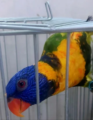 لوري