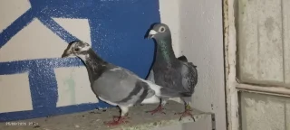 حمام زاجل  اربد. 8