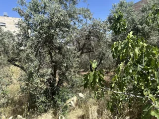 ارض بالجبيهه طريق ياجوز