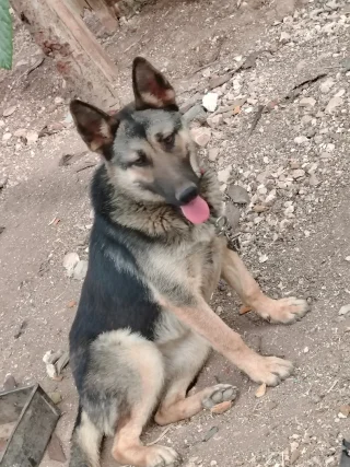 جيرمن شيبرد