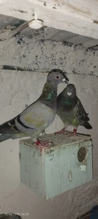 حمام زاجل  اربد. 11