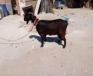 عنز حليب ماشاء الله تبارك الرحمن 3