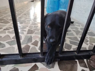 لابرادور للبيع 2