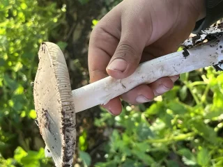 thumb