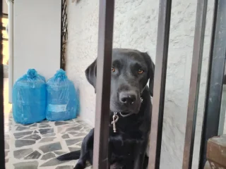 لابرادور للبيع