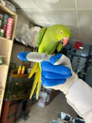 ببغاء دره 2