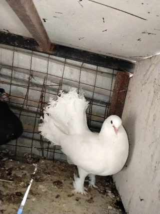 حمام هزاز