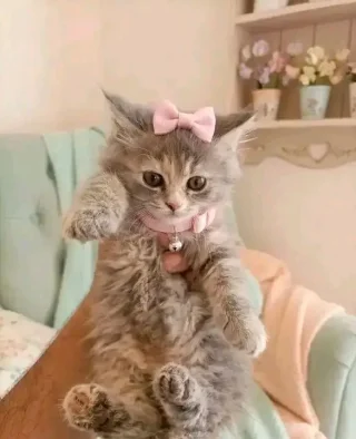 قطط بعمر شهرين للبيع 5
