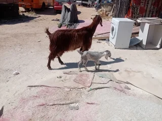 عنز وراها سخله ديد حليب ماشاء الله