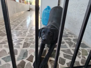 لابرادور للبيع 3